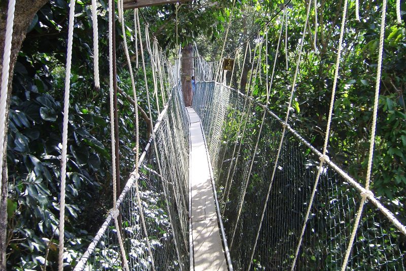 http://www.weirdlyodd.com/wp-content/uploads/2010/12/Canopy_walk.jpg