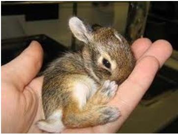 baby rabbit baby rabbit