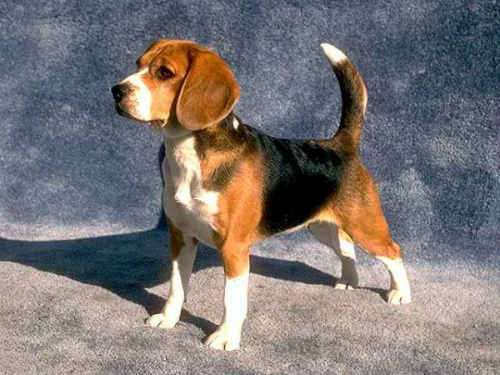 beagle dog