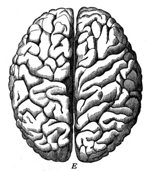 10 Weird and Amazing Facts about the Brain « WeirdlyOdd.com