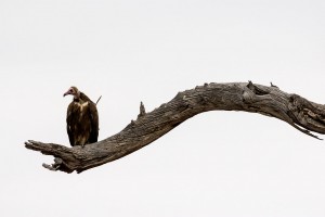 1280px-African_Hooded_Vulture_(Necrosyrtes_monachus),_Kruger_National_Park