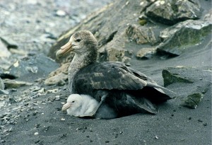 1280px-Giant_petrel_with_chicks