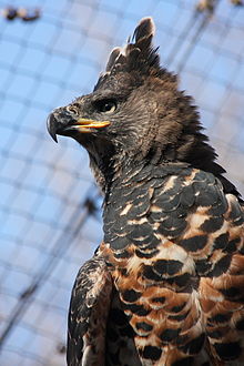 220px-African_Crowned_Eagle_1
