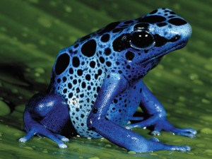 animals-blue-poison-frog-slide1