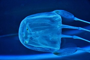 box-jellyfish