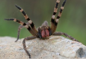 brazilian-wandering-spider-facts11