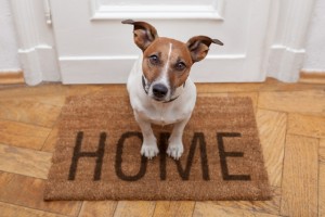 http://www.dreamstime.com/royalty-free-stock-image-dog-welcome-home-image26629656