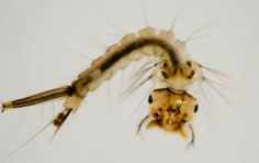 10 Bizarre Things to Look at Under a Microscope