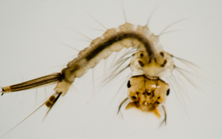 10 Bizarre Things to Look at Under a Microscope