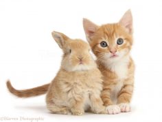 6 Animals That Purr Like a Cat