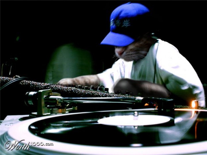 10 Examples of Cats Ruling the World