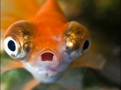 The Most Stupid Worst Publicity Disasters