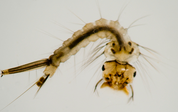 10 Bizarre Things to Look at Under a Microscope